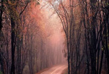 东契奇复出首秀出彩，丹佛掘金主场鏖战纽约尼克斯，豪取11连胜的简单介绍